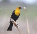 Yellow-headed Blackbird