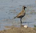 Pacific Golden-Plover