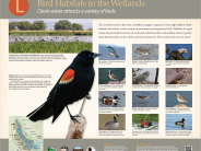 Bird Habitat