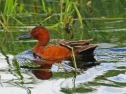 Cinnamon Teal