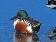 Northern Shoveler