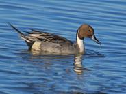 Northern Pintail