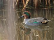 Green-winged Teal