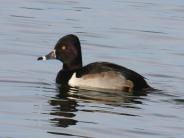 Ring-necked Duck