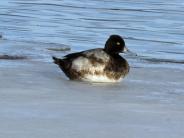 Lesser Scaup