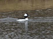 Bufflehead