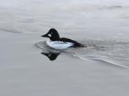 Common Goldeneye