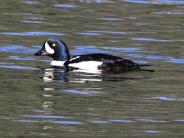 Barrow's Goldeneye