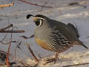 California Quail