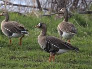 Greater White-fronted Goose