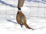 Ring-necked Pheasant