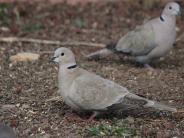 Eurasian Collared-Dove