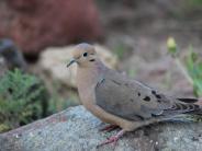 Mourning Dove