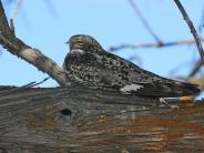 Common Nighthawk