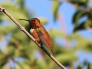 Rufous Hummingbird