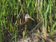 Virginia Rail