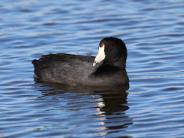 American Coot