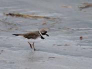 Semipalmated Plover