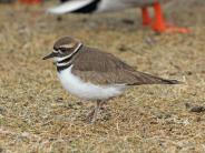 Killdeer