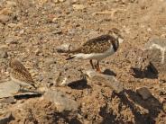 Ruddy Turnstone