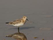 Baird's Sandpiper