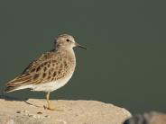 Least Sandpiper