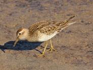 Pectoral Sandpiper