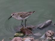 Western Sandpiper