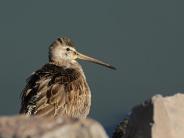 Long-billed Dowitcher