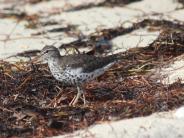 Spotter Sandpiper