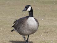 Canada Goose