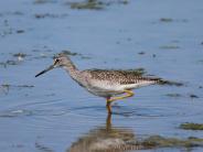 Greater Yellowlegs