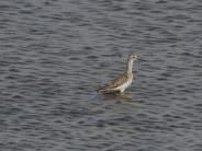 Lesser Yellowlegs