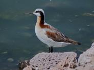 Wilson's Phalarope