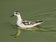 Red-necked Palarope