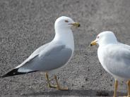 Ring-billed Gull