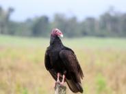 Turkey Vulture