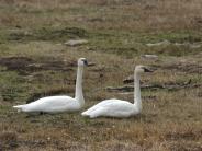 Tundra Swan