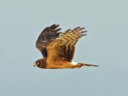 Northern Harrier