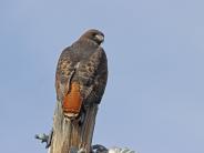 Red-tailed Hawk