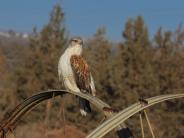 Ferruginous Hawk