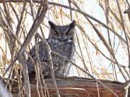 Great Horned Owl