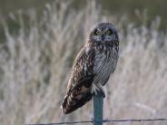 Short-eared Owl