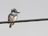 Belted Kingfisher