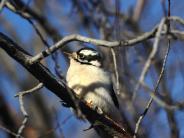 Downy Woodpecker