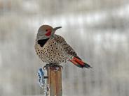 Northern Flicker