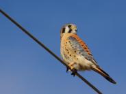 American Kestrel