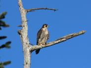 Peregrine Falcon