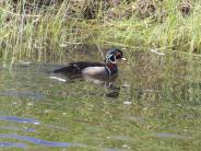 Wood Duck