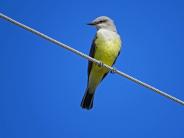 Western Kingbird